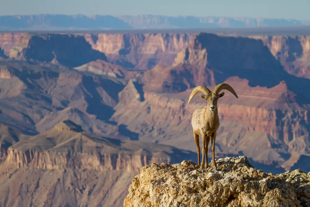 Big Horn Sheep Grand Canyon National Park